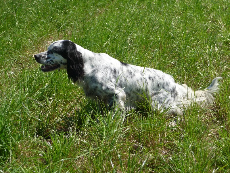 Era da stella bianca