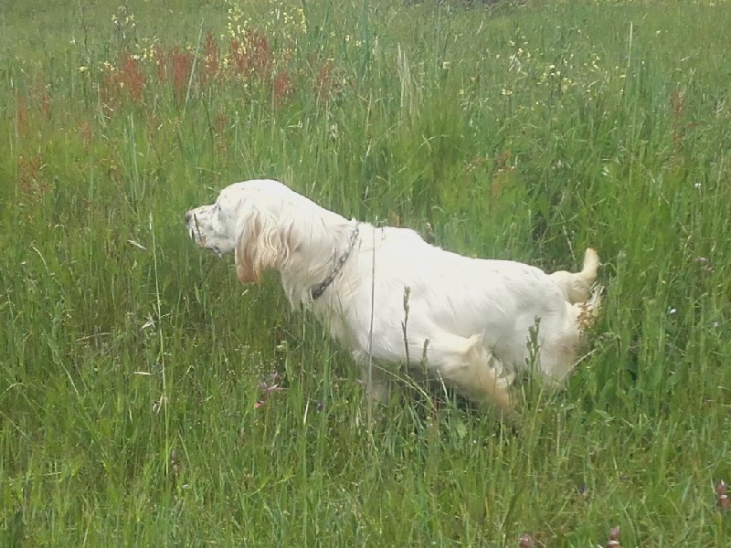 Isula da stella bianca